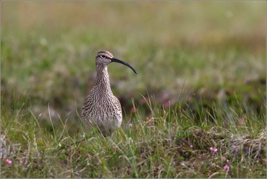 Koliha malá  (  Numenius phaeopus )