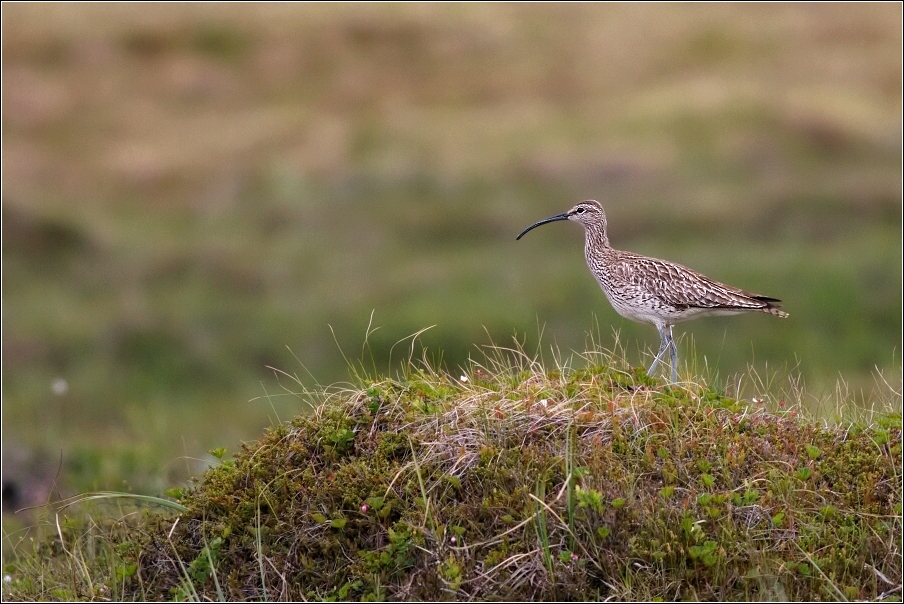 Koliha malá  (  Numenius phaeopus )