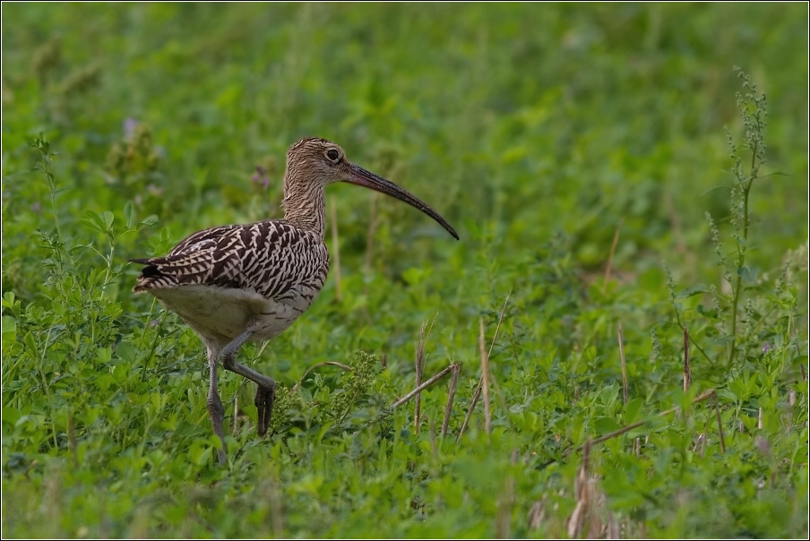 Koliha velká  ( Numenius arguata )