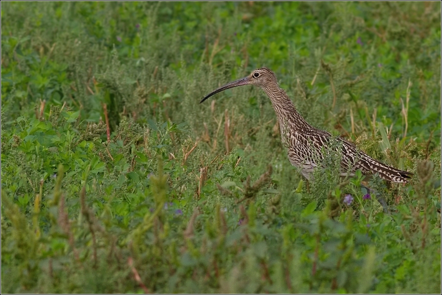 Koliha velká  ( Numenius arguata )