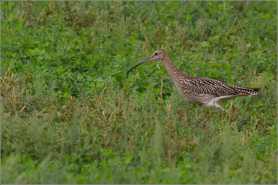 Koliha velká  ( Numenius arguata )