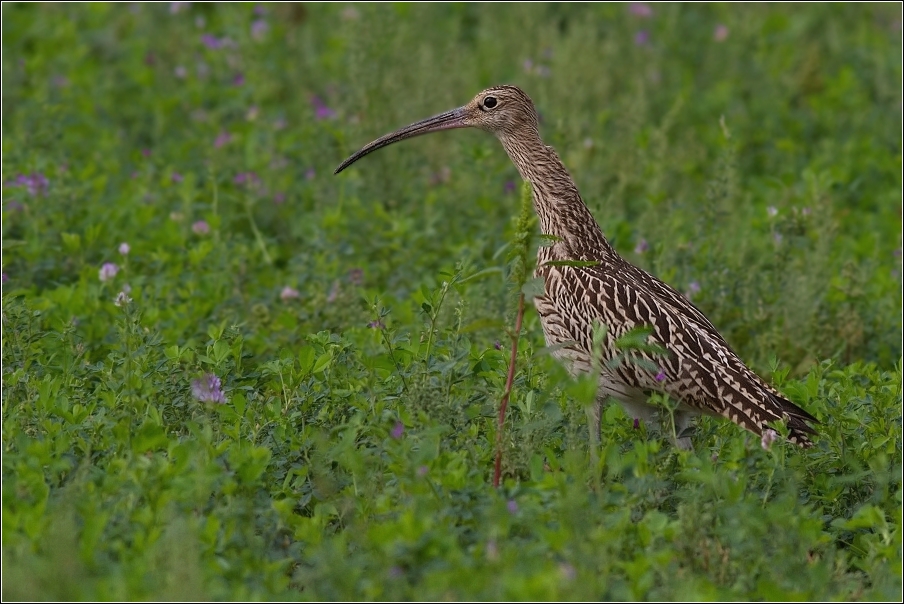 Koliha velká  ( Numenius arguata )