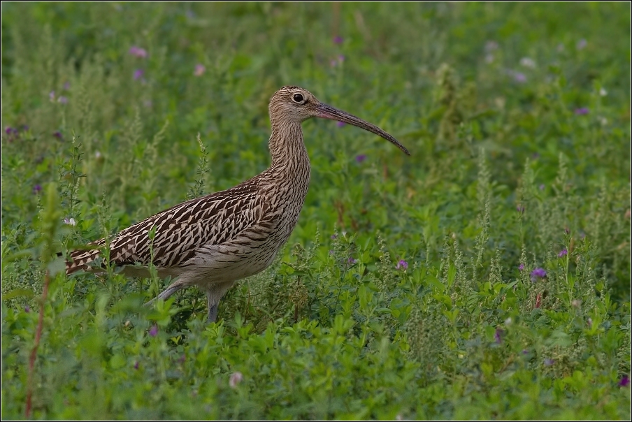 Koliha velká  ( Numenius arguata )
