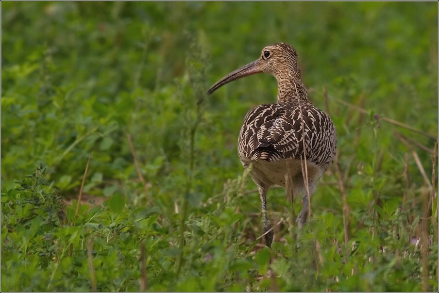 Koliha velká  ( Numenius arguata )