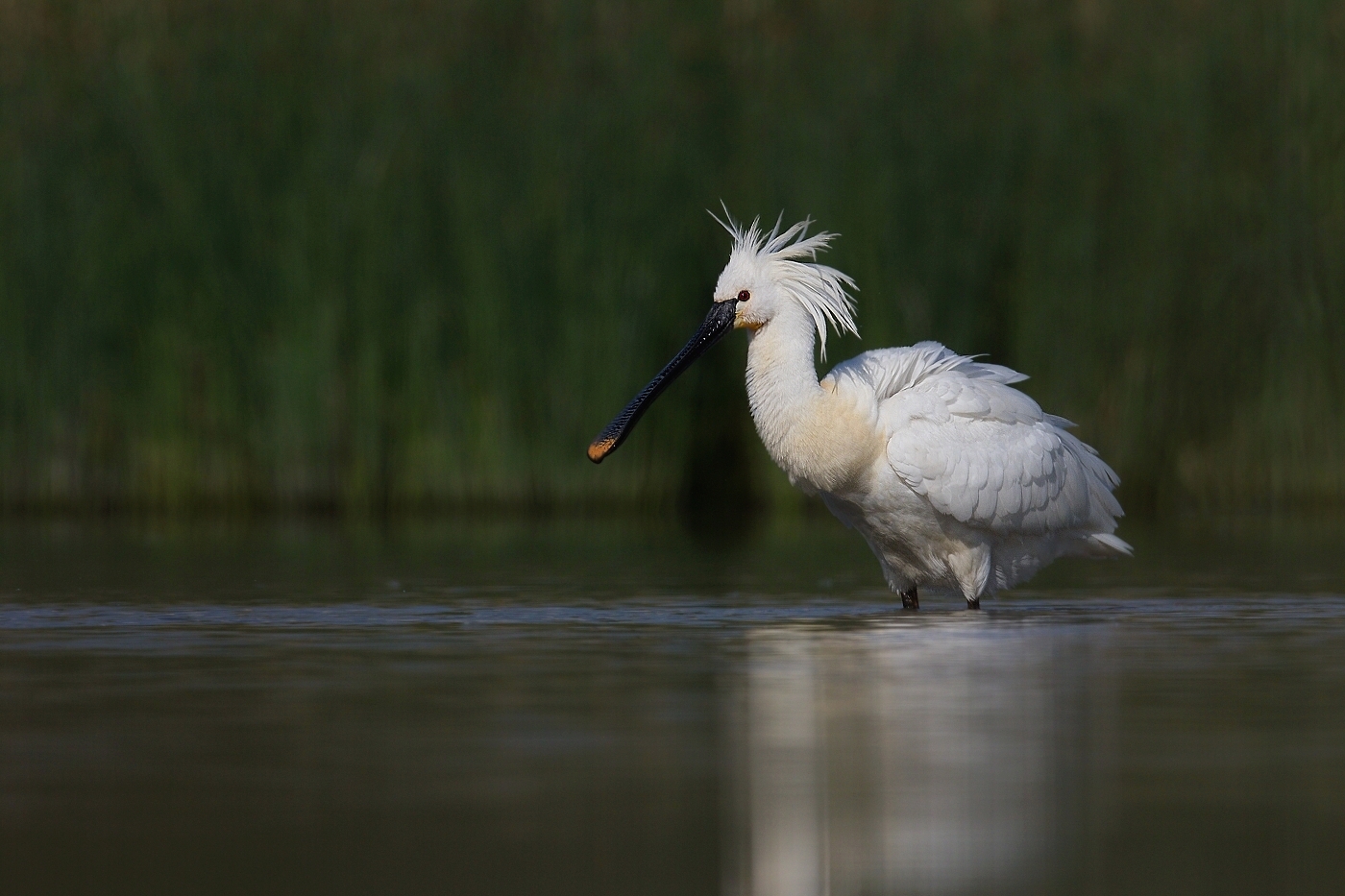 Kolpík bílý  ( Platalea leucorodia )