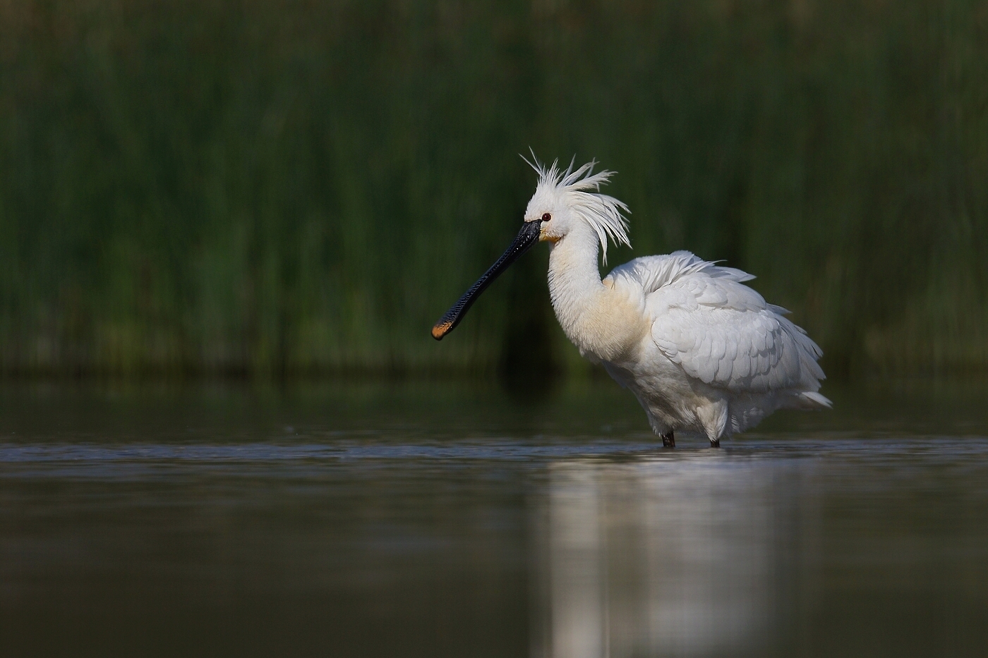 Kolpík bílý  ( Platalea leucorodia )