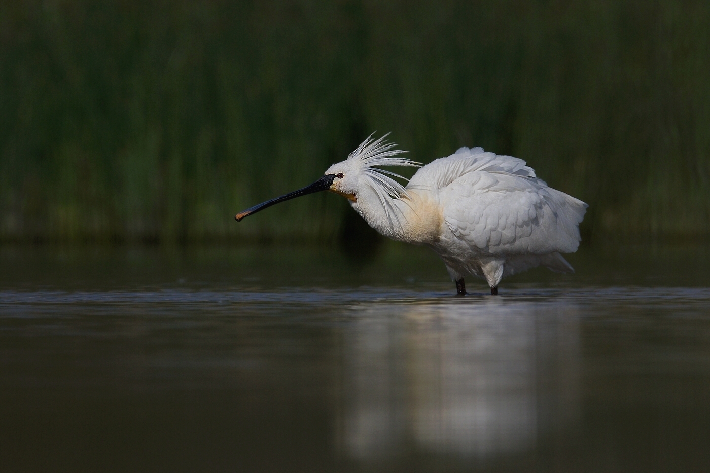 Kolpík bílý  ( Platalea leucorodia )