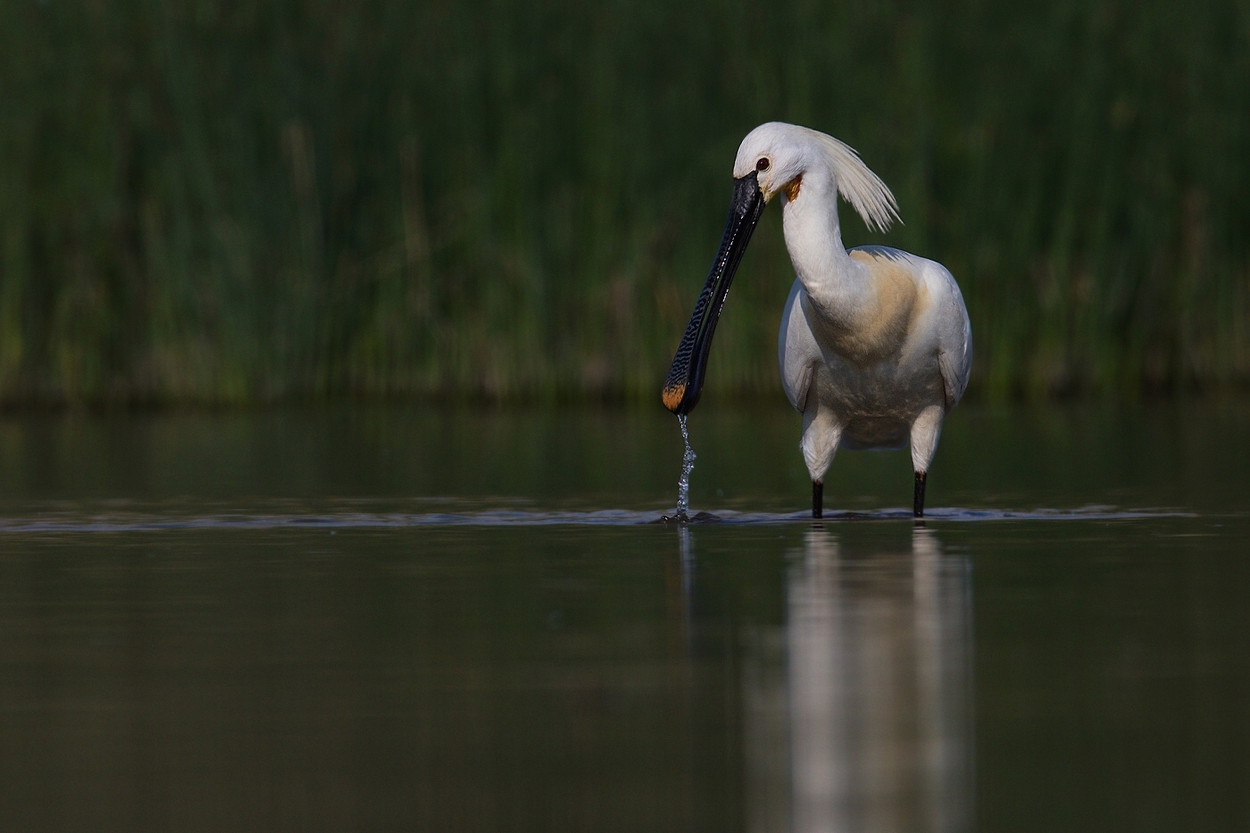 Kolpík bílý  ( Platalea leucorodia )