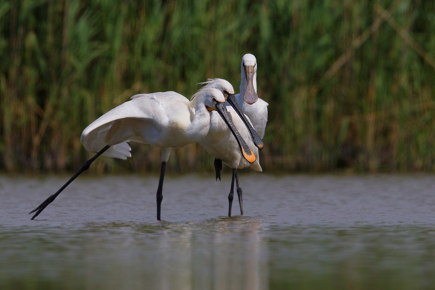 Kolpík bílý  ( Platalea leucorodia )