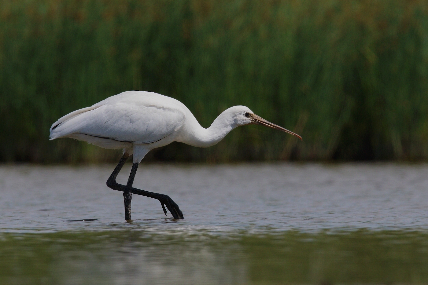 Kolpík bílý  ( Platalea leucorodia )