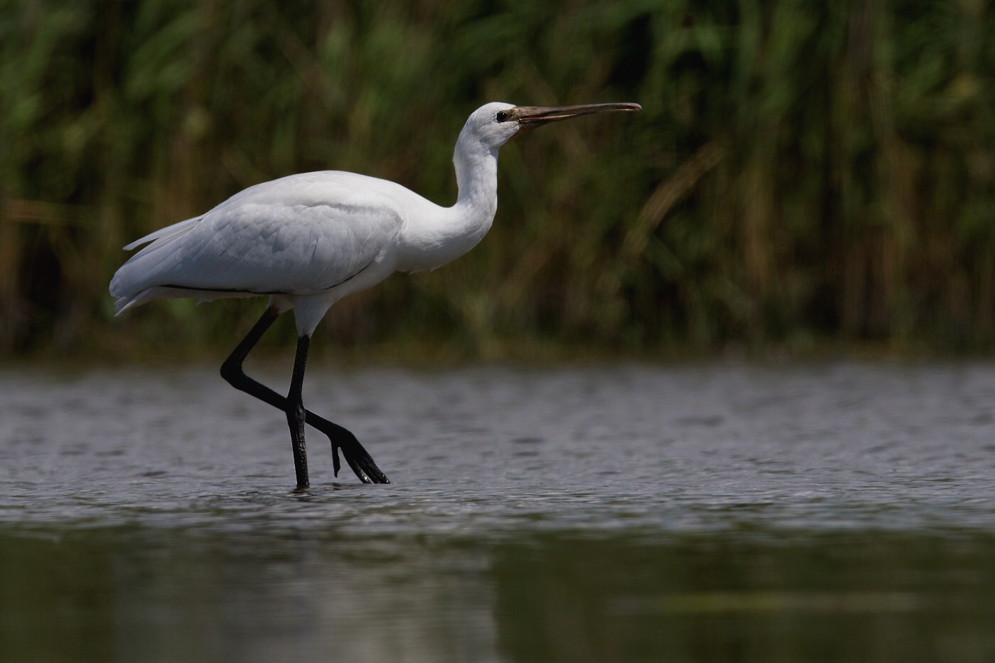 Kolpík bílý  ( Platalea leucorodia )