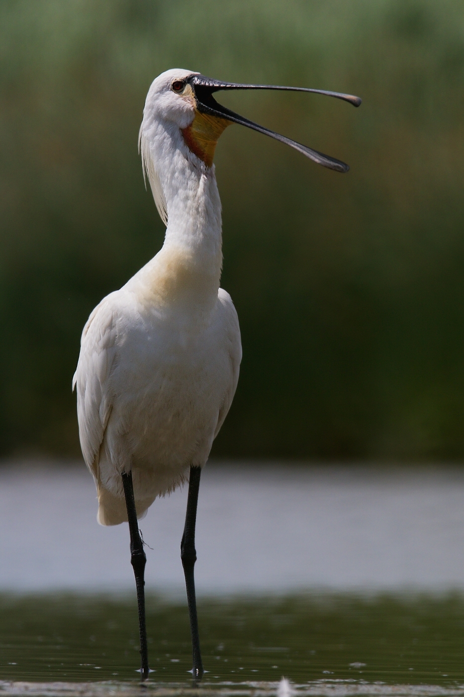 Kolpík bílý  ( Platalea leucorodia )