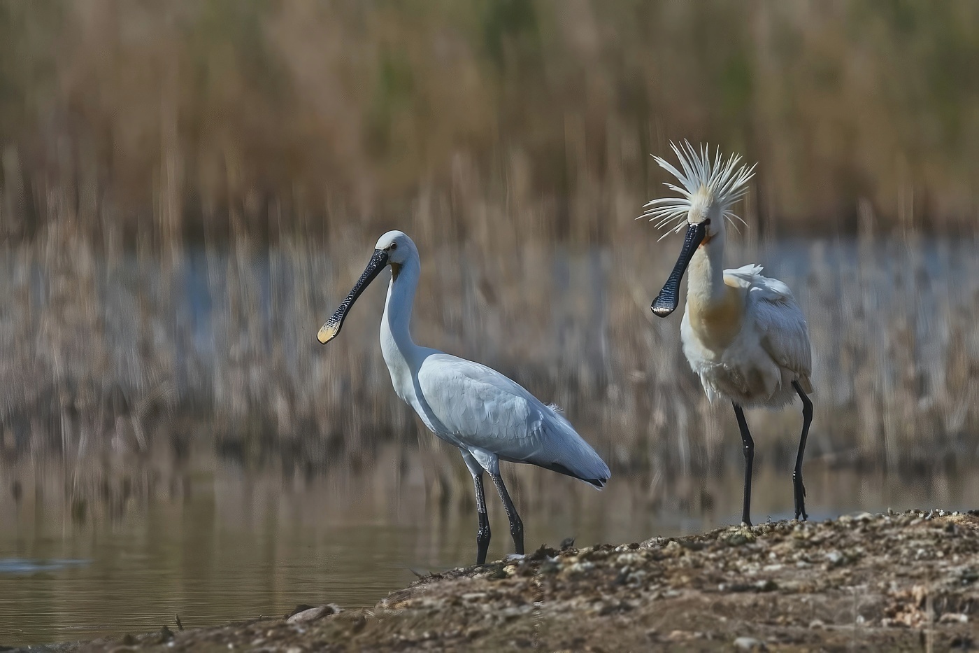 Kolpík bílý  ( Platalea leucorodia )