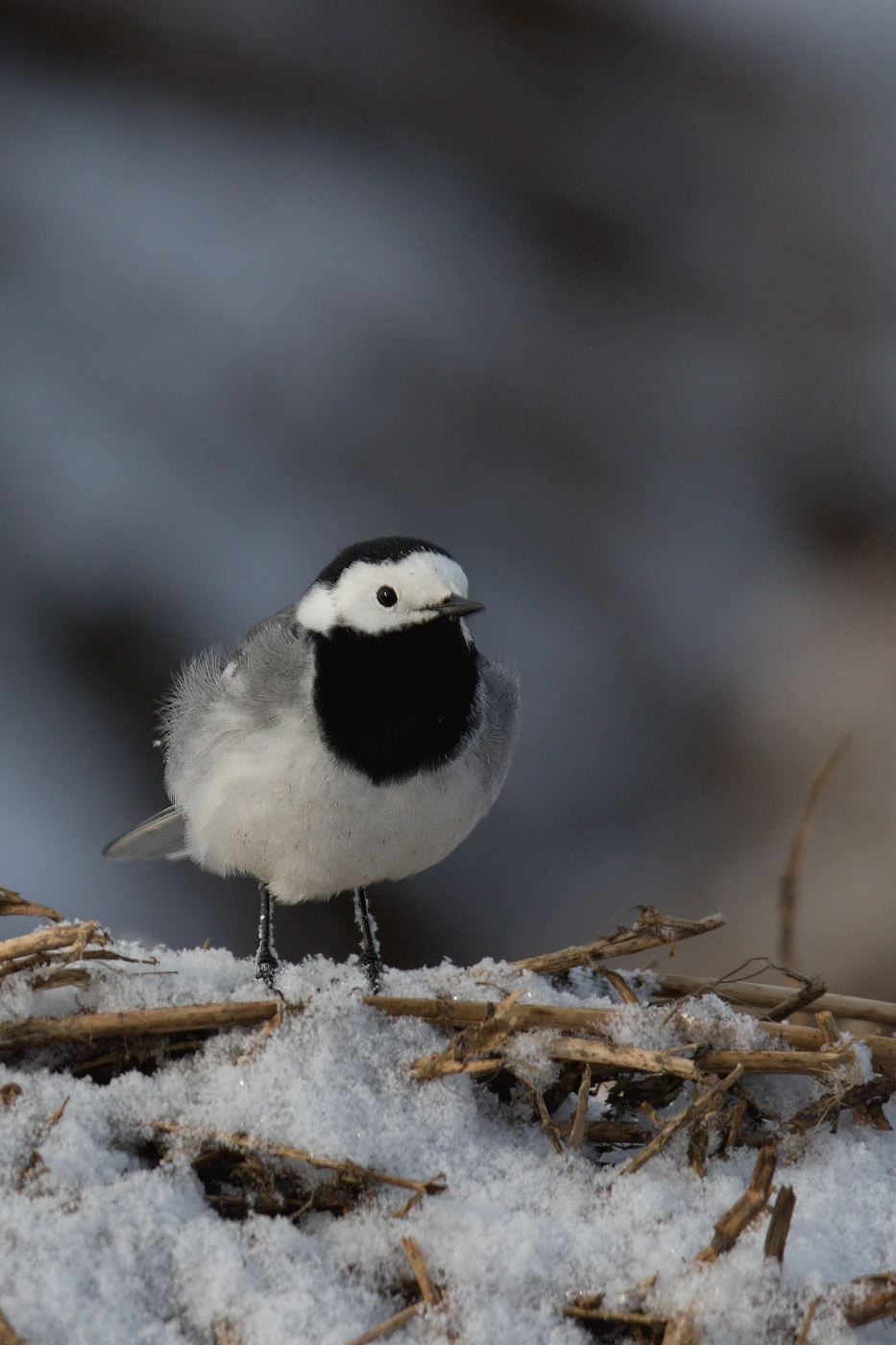 Konipas bílý  ( Motacilla alba )