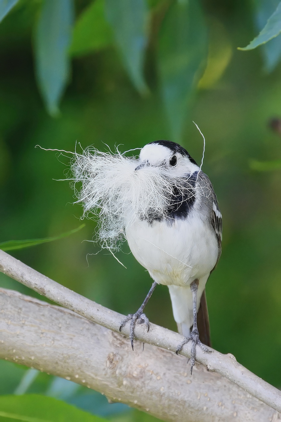 Konipas bílý  ( Motacilla alba )