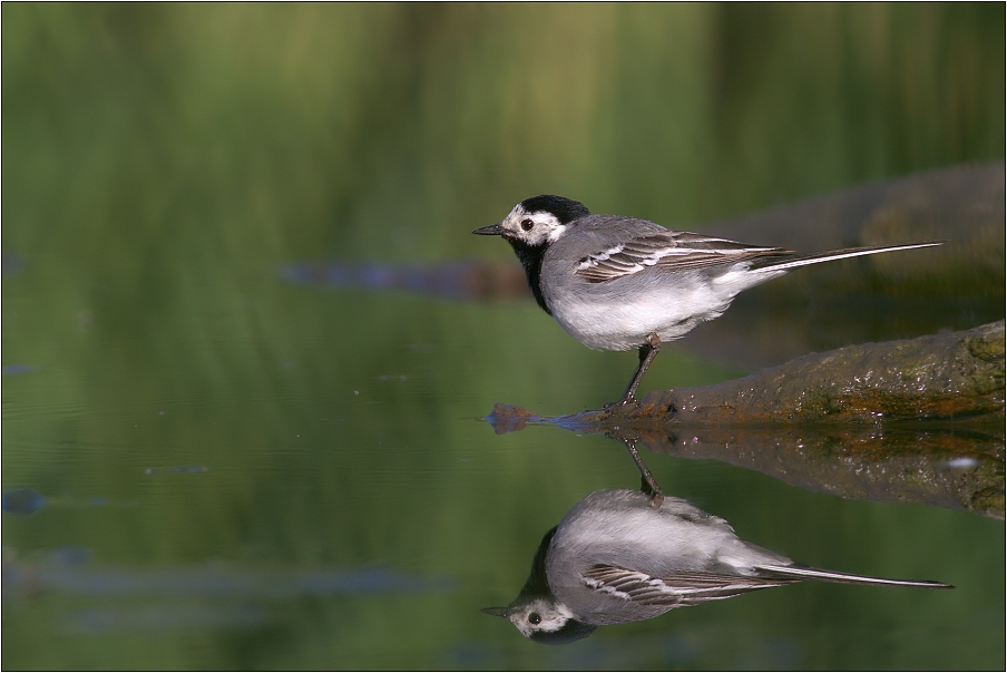 Konipas bílý ( Motacilla alba )