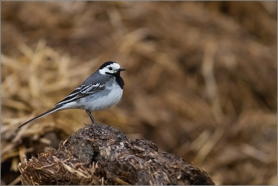 Konipas bílý  ( Motacilla alba )