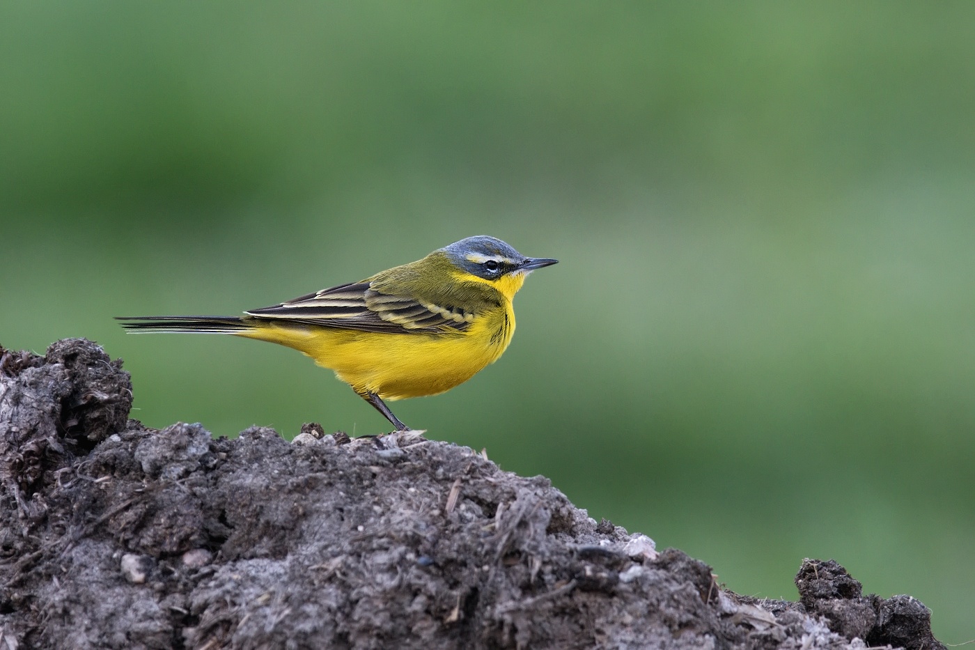 Konipas luční ( Motacilla flava )