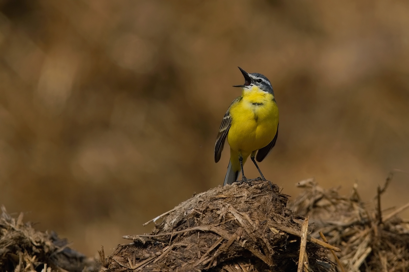 Konipas luční ( Motacilla flava )