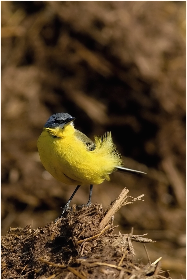 Konipas luční  (  Motacilla flava )