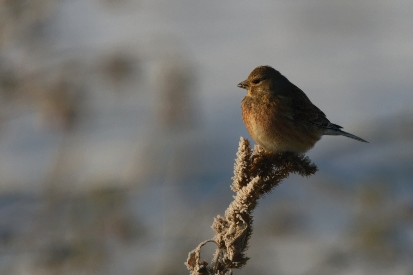 Konopka obecná  ( Carduelis cannabina )