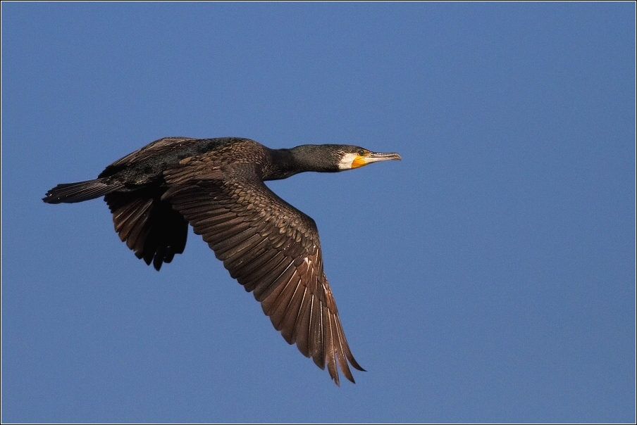 Kormorán velký  ( Phalacrocorax carbo )