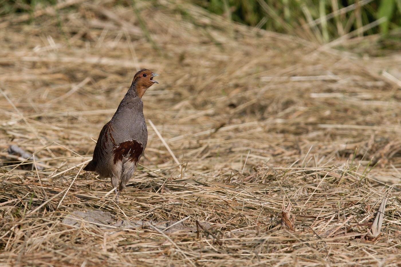 Koroptev polní  (  Perdix perdix )