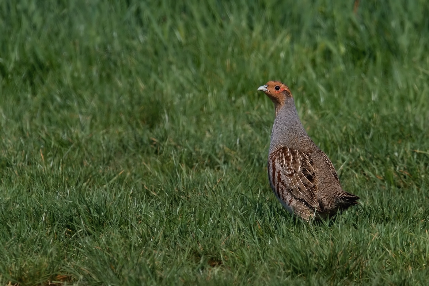 Koroptev polní  (  Perdix perdix )