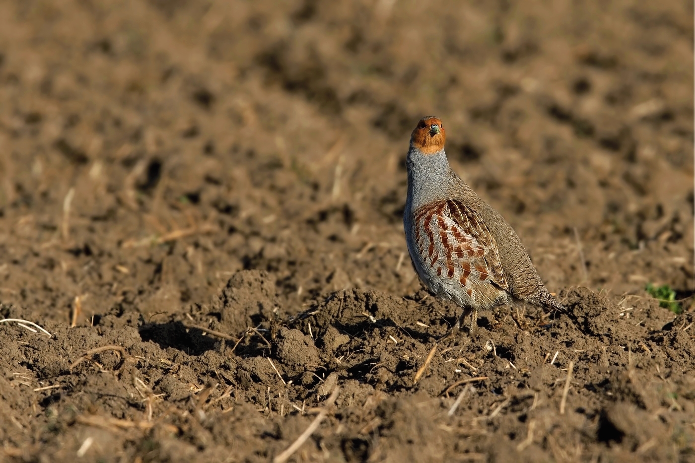 Koroptev polní  (  Perdix perdix )