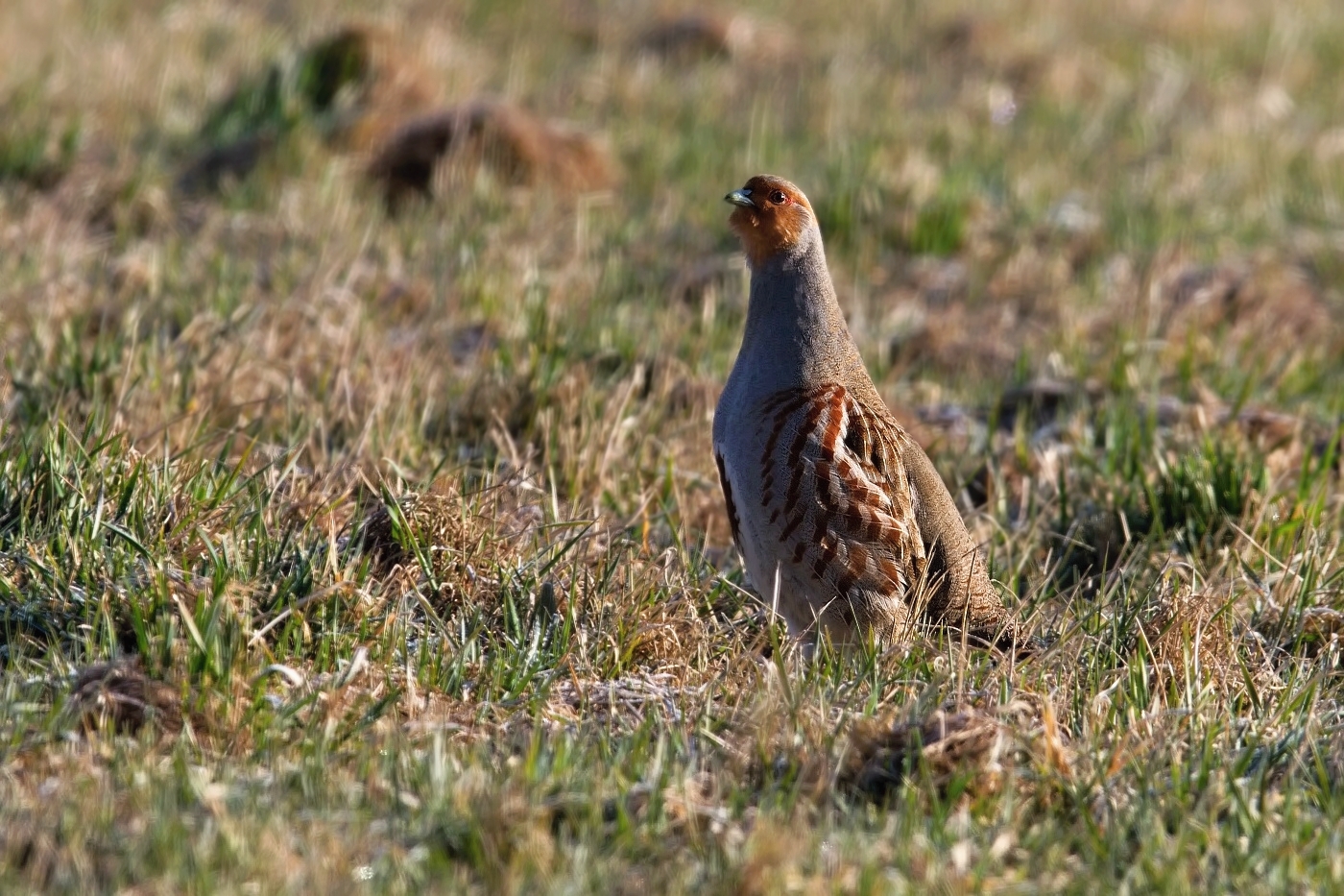 Koroptev polní  (  Perdix perdix )