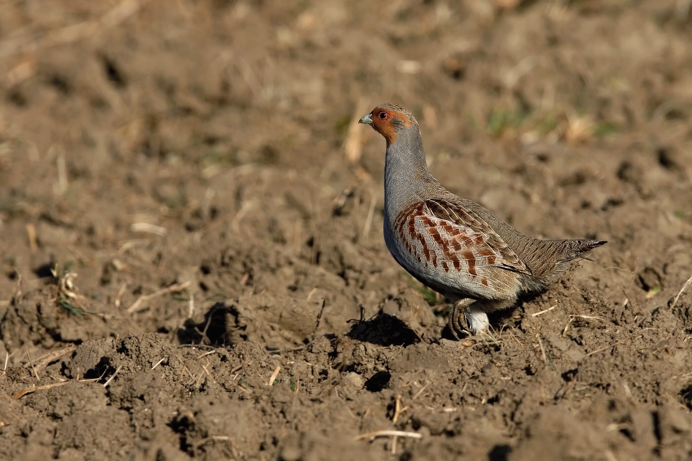 Koroptev polní  (  Perdix perdix )