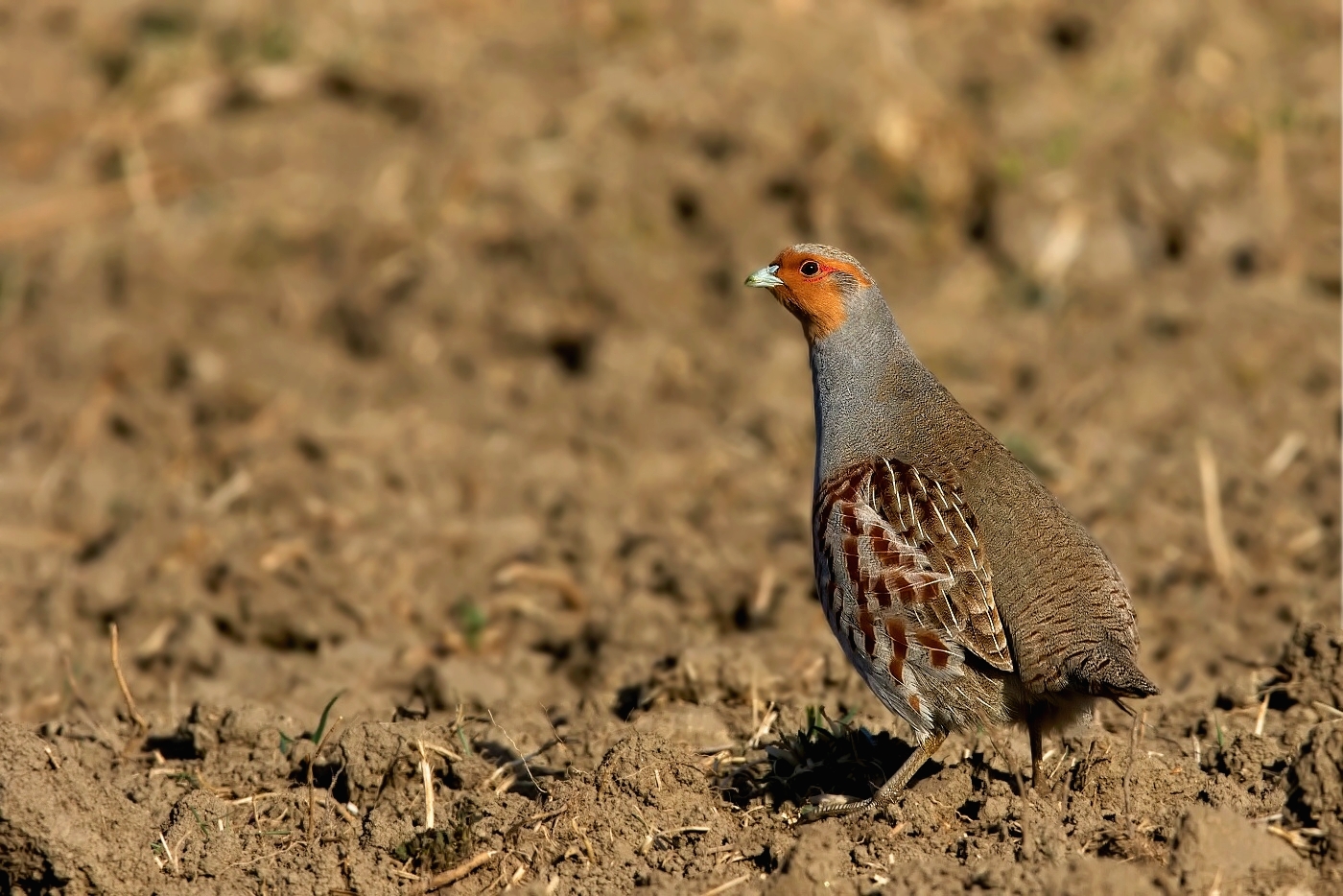 Koroptev polní  (  Perdix perdix )