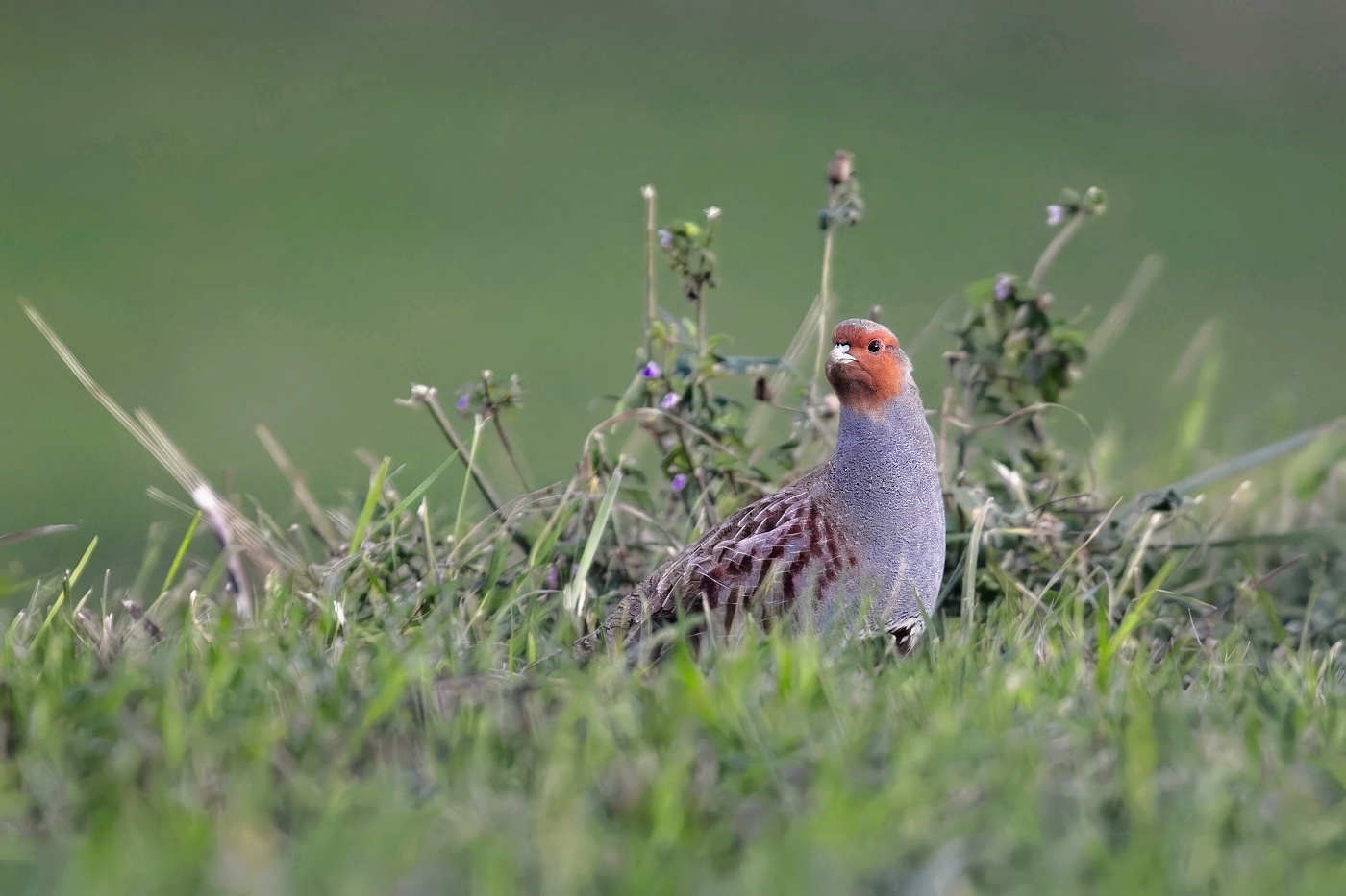Koroptev polní  ( Perdix perdix )