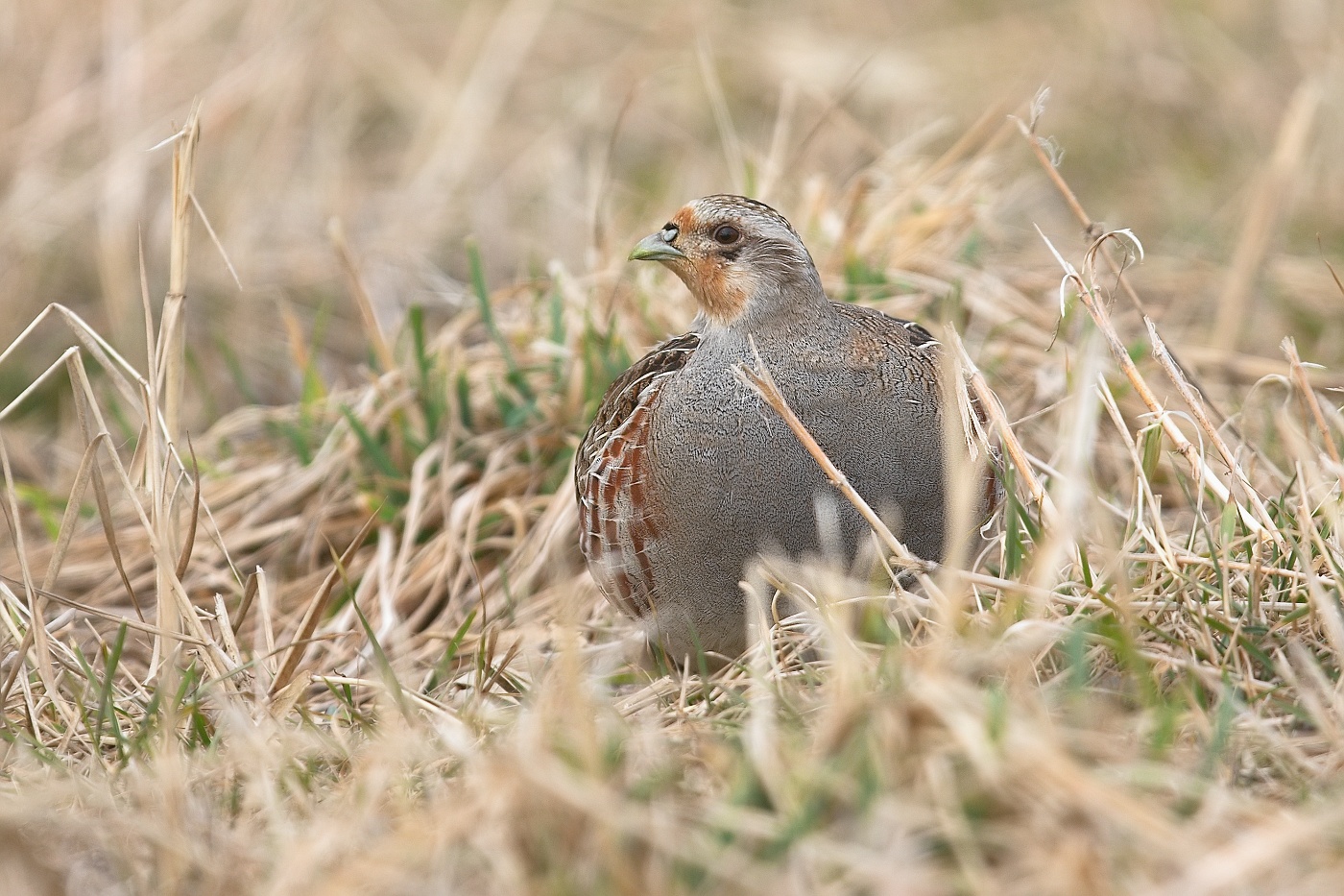 Koroptev polní  ( Perdix perdix )