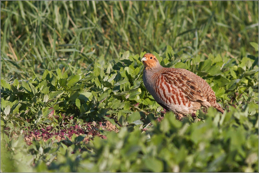 Koroptev polní ( Perdix perdix )