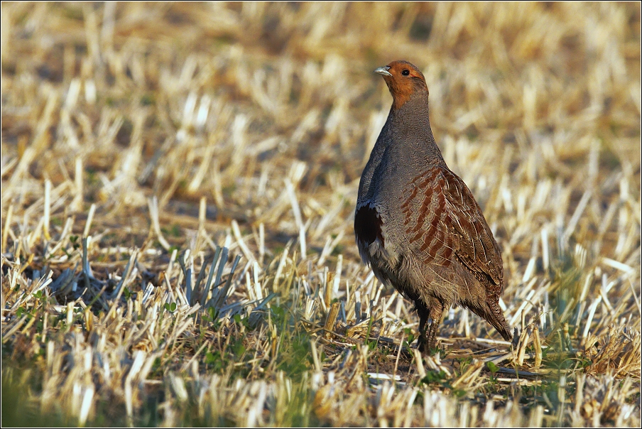 Koroptev polní  ( Perdix perdix )