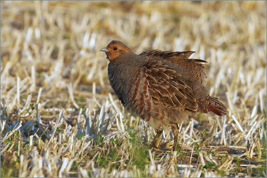 Koroptev polní  ( Perdix perdix )