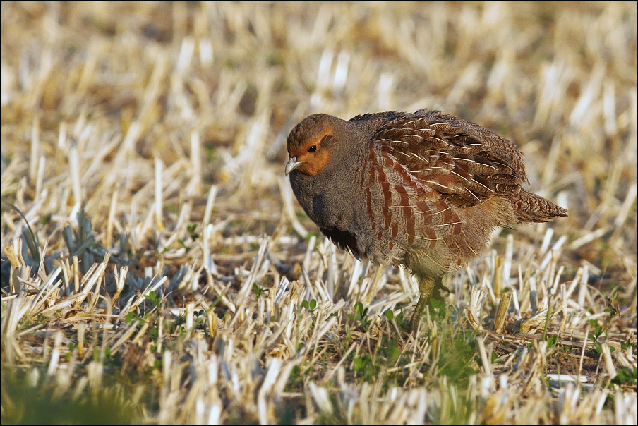 Koroptev polní  ( Perdix perdix )