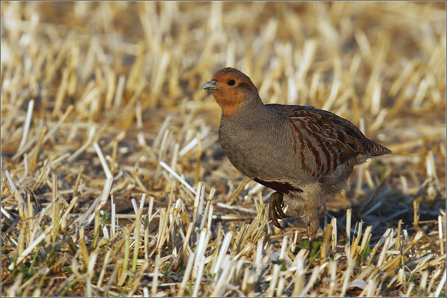 Koroptev polní  ( Perdix perdix )