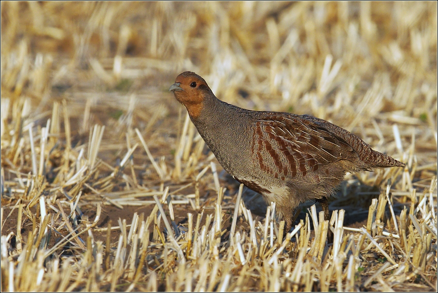 Koroptev polní  ( Perdix perdix )