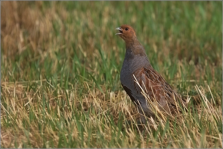 Koroptev polní  ( Perdix perdix )