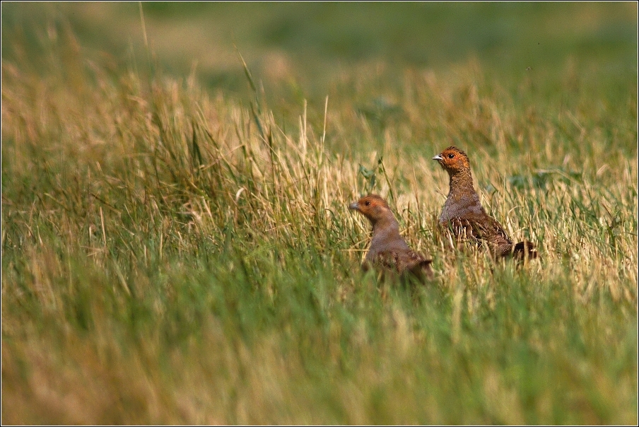 Koroptev polní  ( Perdix perdix )