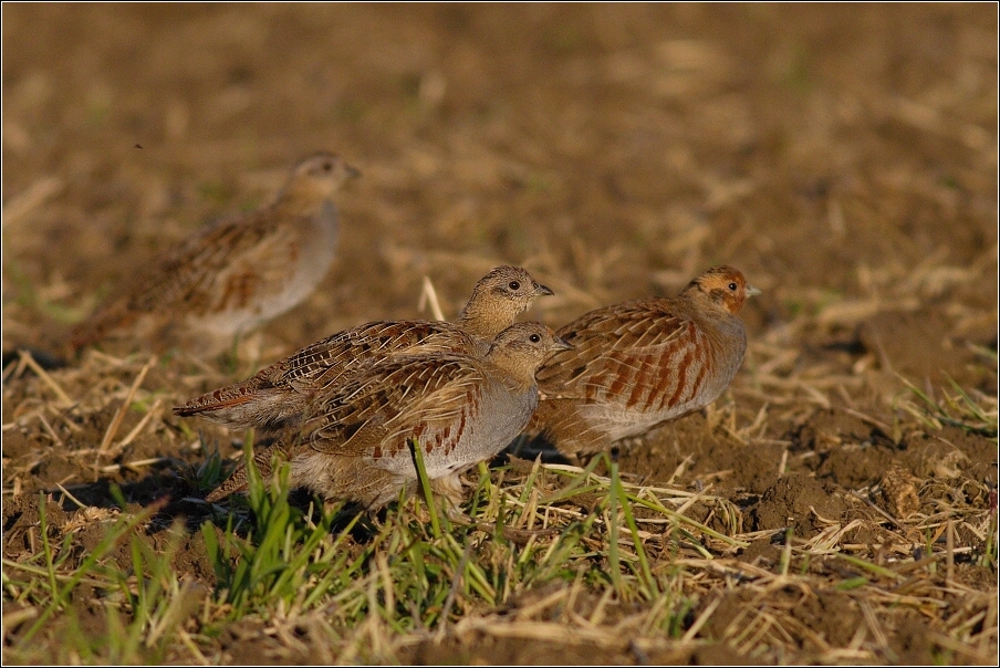 Koroptev polní  ( Perdix perdix )