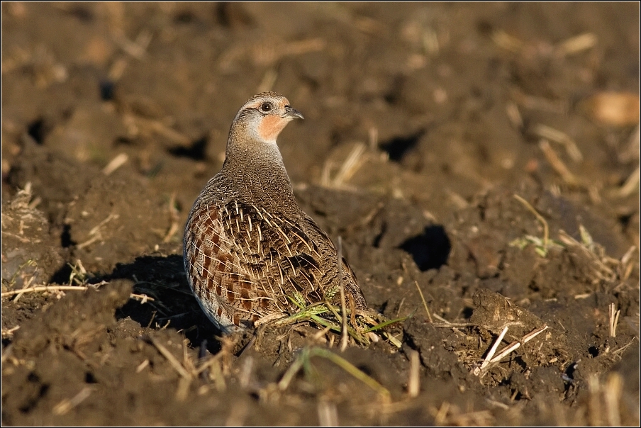 Koroptev polní  ( Perdix perdix )