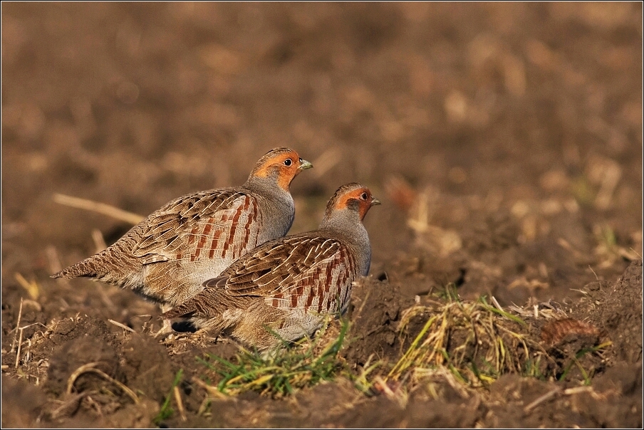 Koroptev polní  ( Perdix perdix )