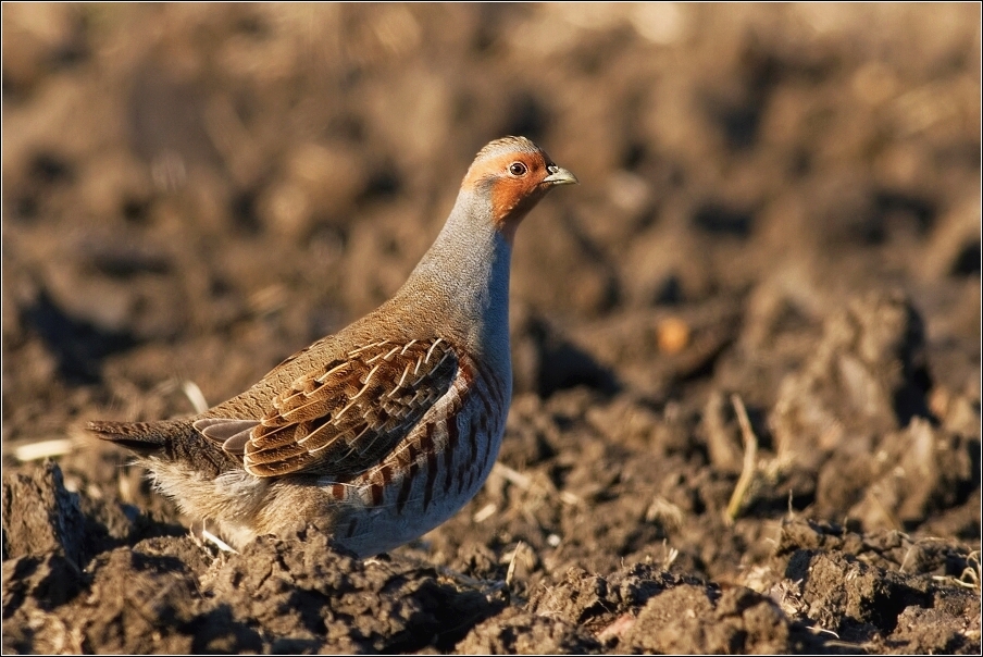 Koroptev polní  ( Perdix perdix )