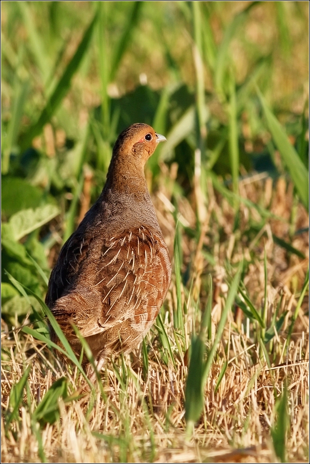 Koroptev polní  ( Perdix perdix )