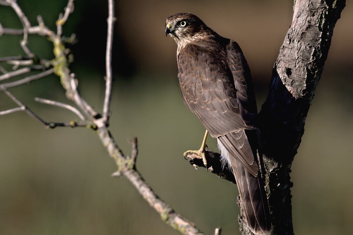 Krahujec obecný  ( Accipiter nisus )