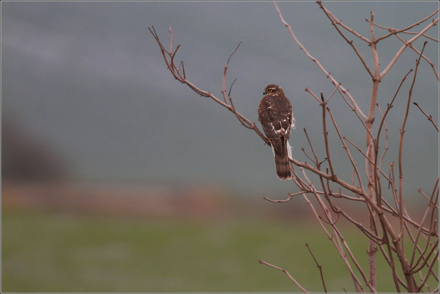 Krahujec obecný  ( Accipiter nisus  )