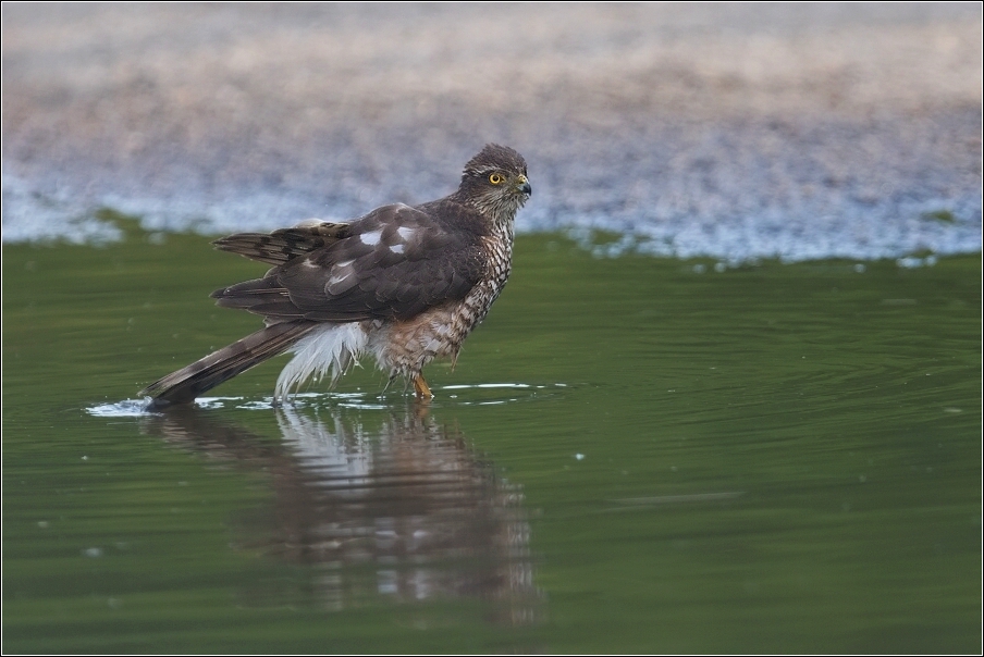 Krahujec obecný  ( Accipiter nisus )